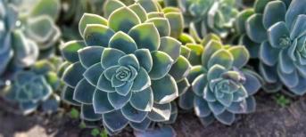 辦公室裝修:打造你的舒適綠色辦公室環(huán)境，療愈系多肉植物5選！